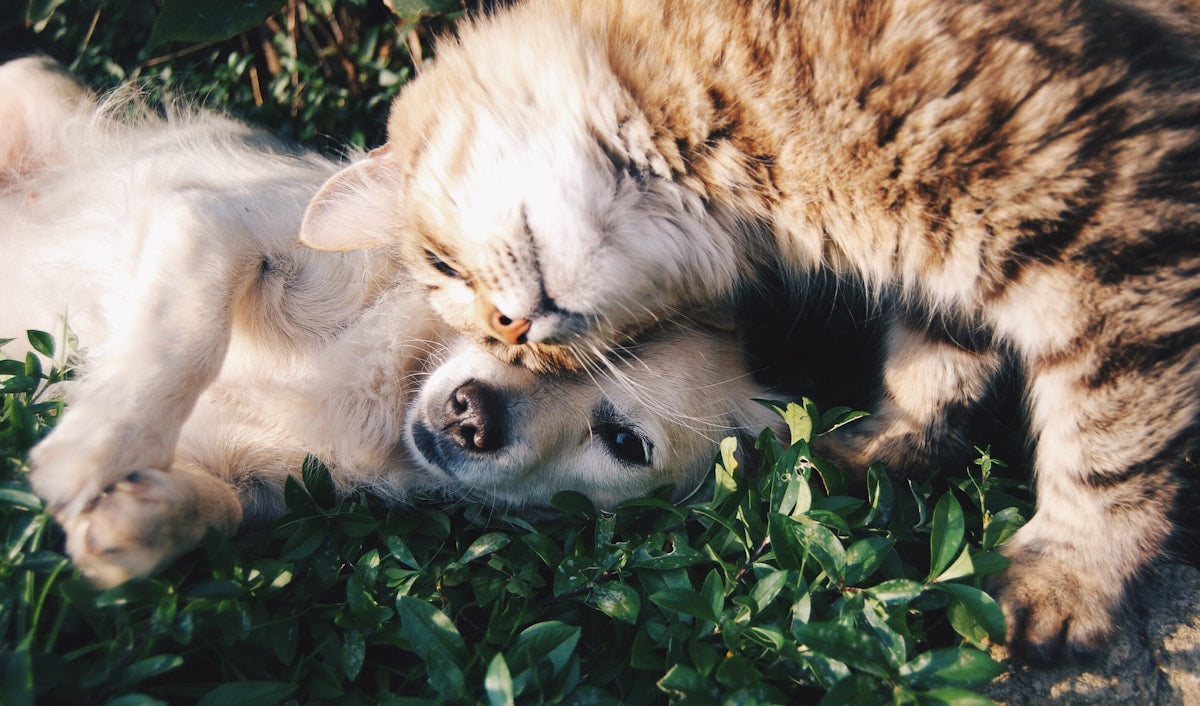 Pet Wellness Naturally: Sanctuary Therapeutics Update