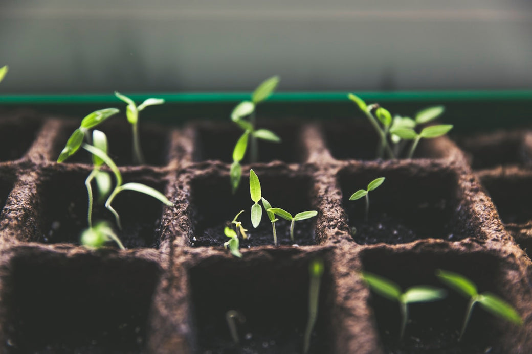 The Healing Power of Herbs: Growing Our Medicine