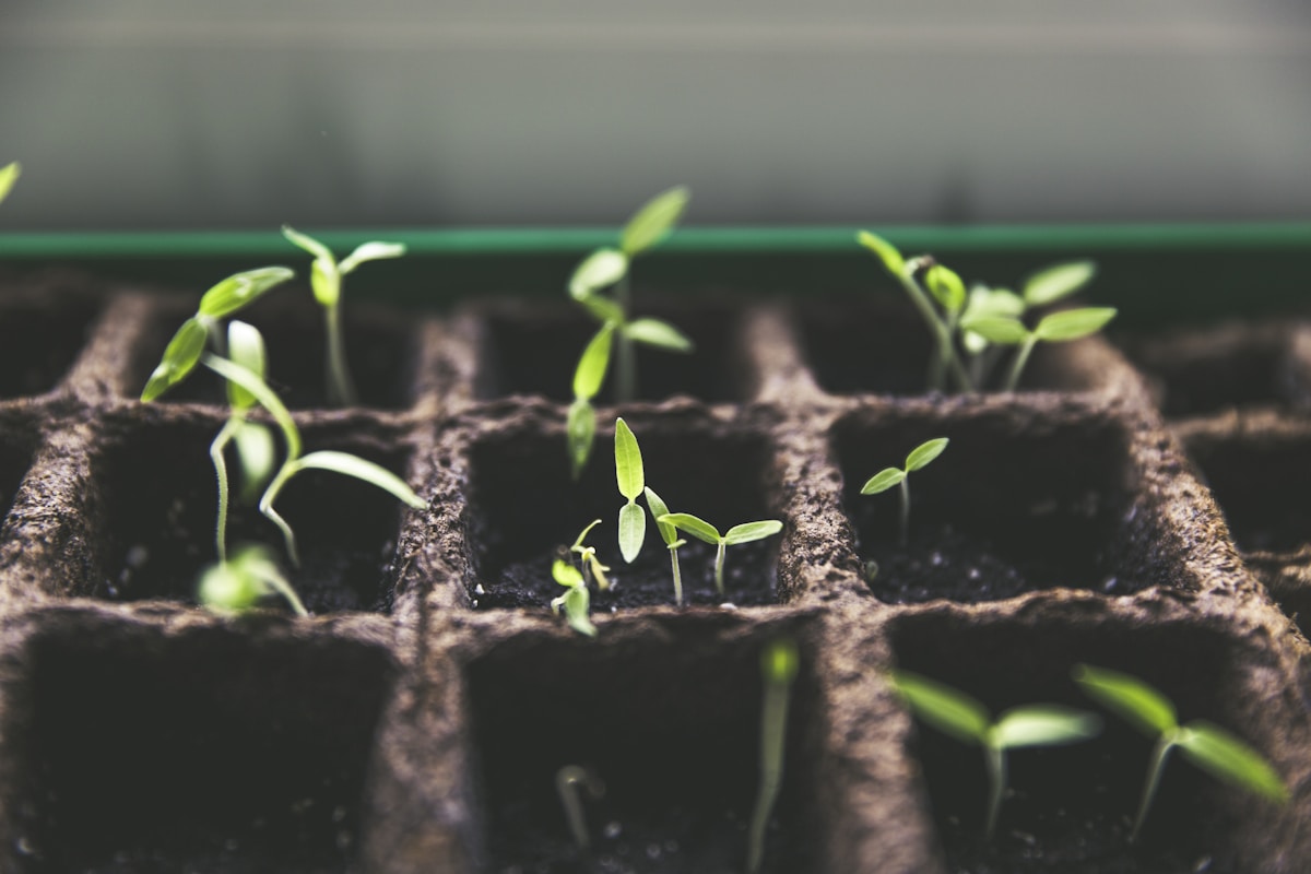 The Healing Power of Herbs: Growing Our Medicine