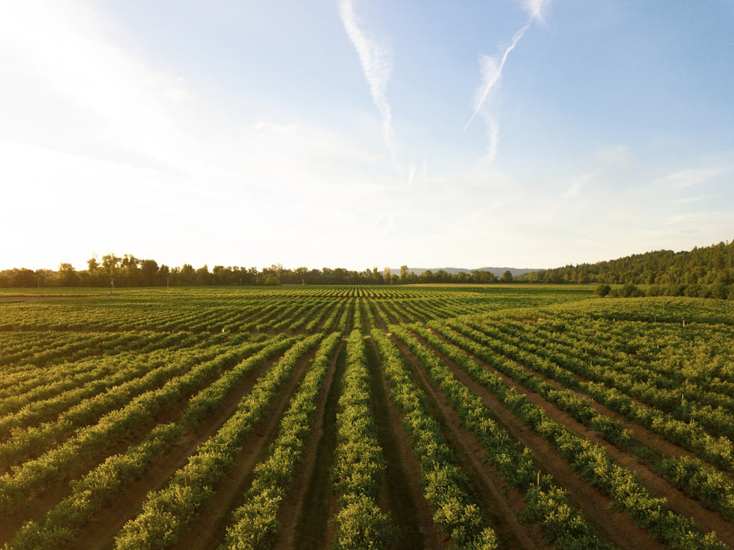 Pasture-Raised Pork: The Rahndell Farm Difference