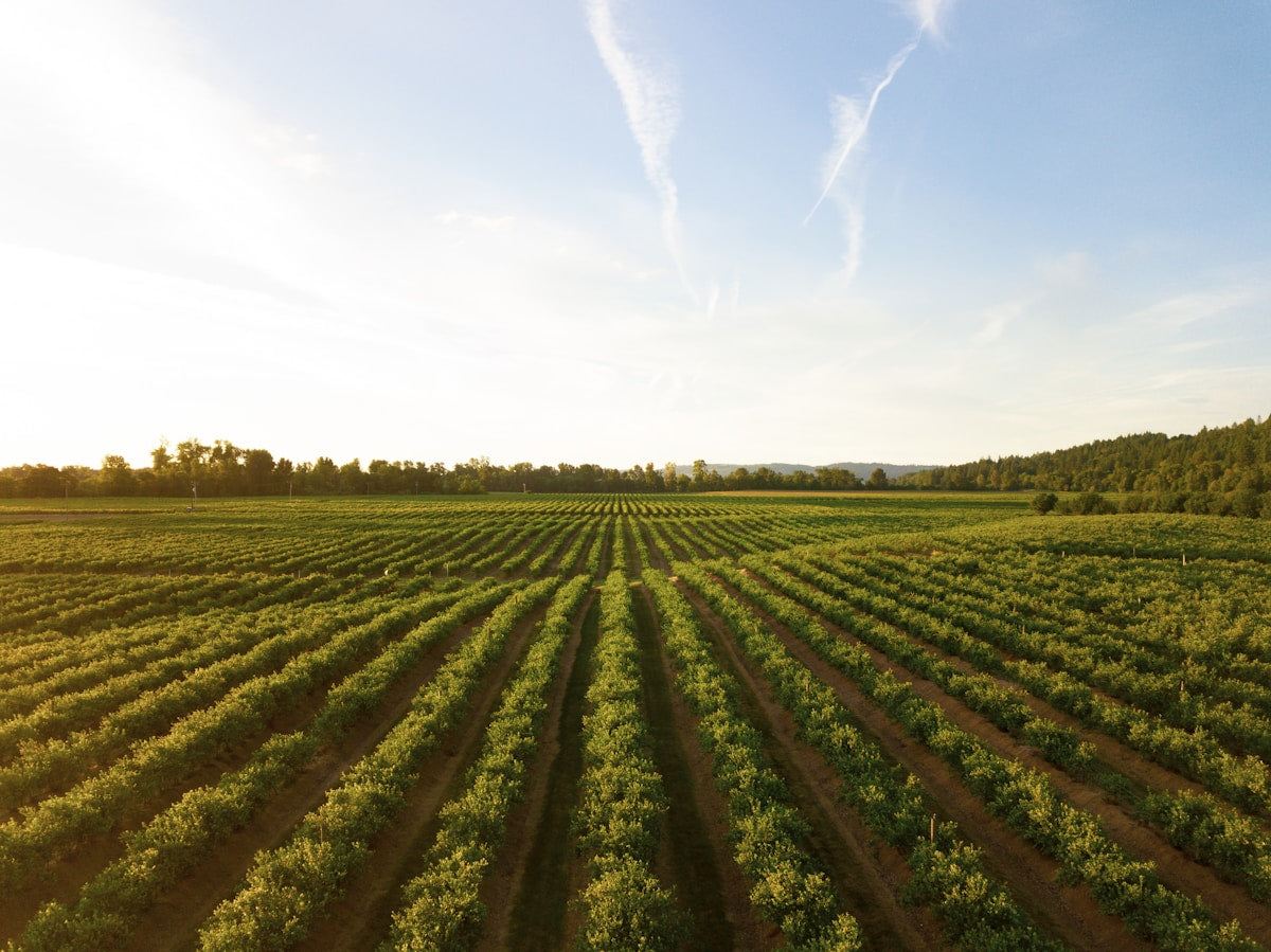 Pasture-Raised Pork: The Rahndell Farm Difference