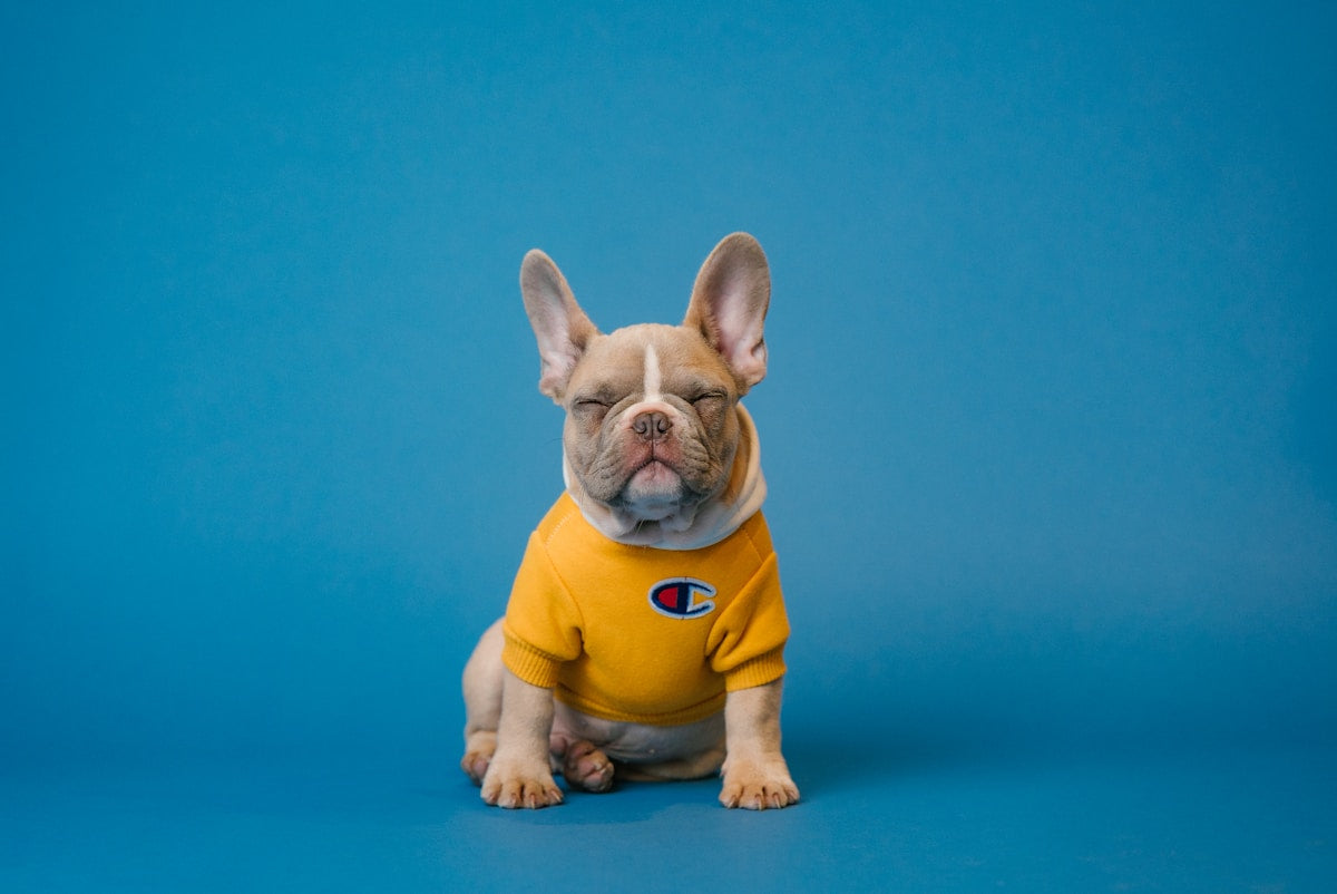Meet Our Bloodhounds: Champions of Canine Country Inn