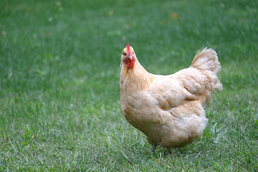Pasture-Raised Chicken - Whole Bird