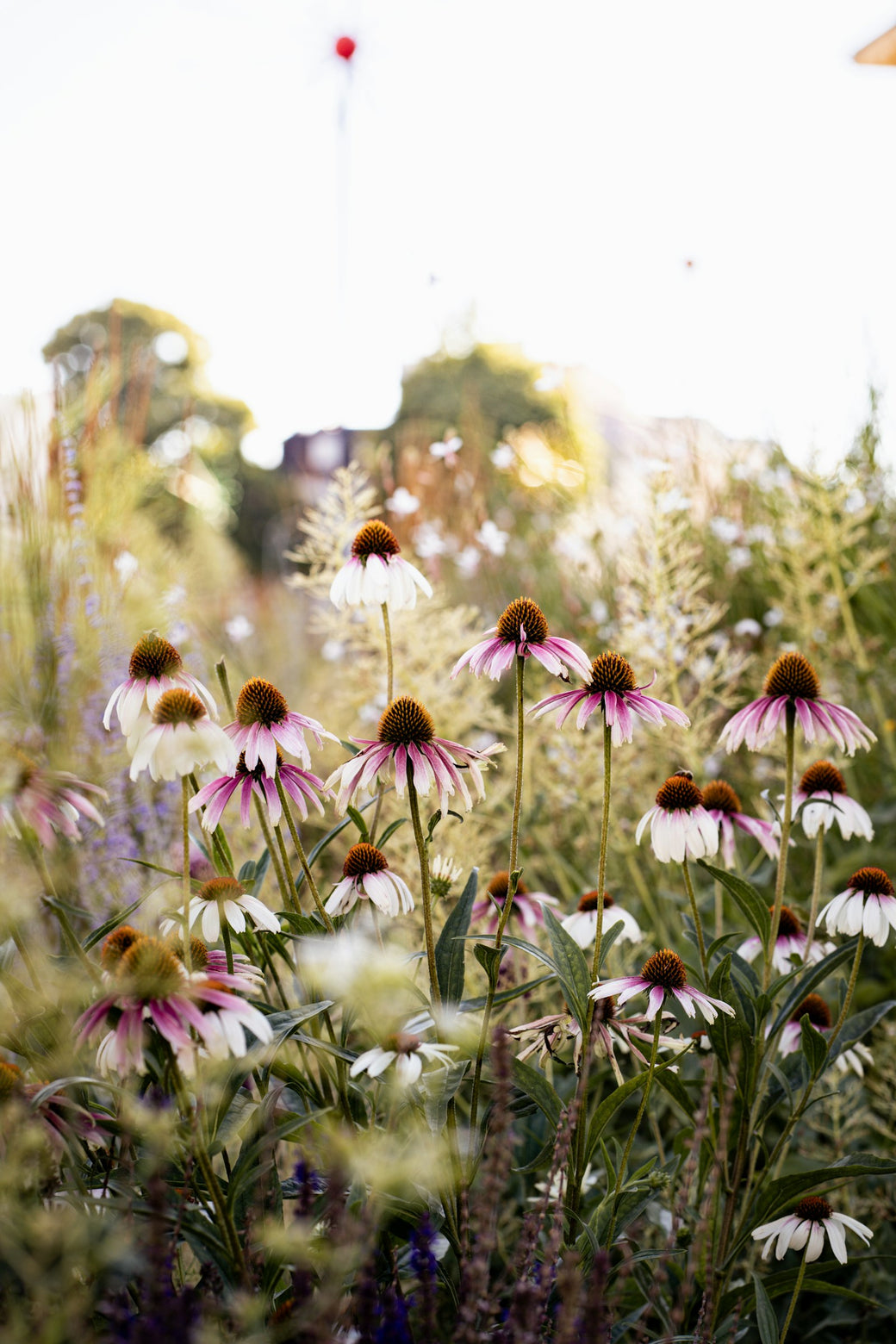 Flower Picking Event