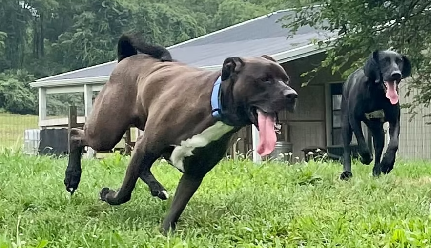 Dog Boarding