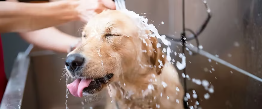 Grooming — Full Service Bath & Brush