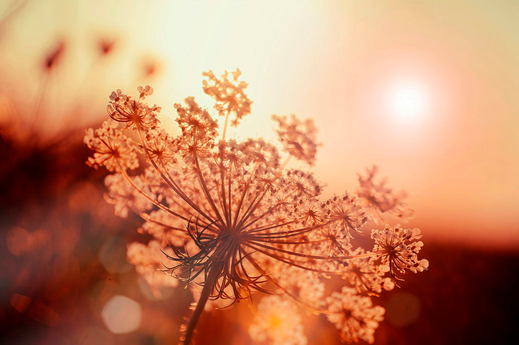 Flower Field