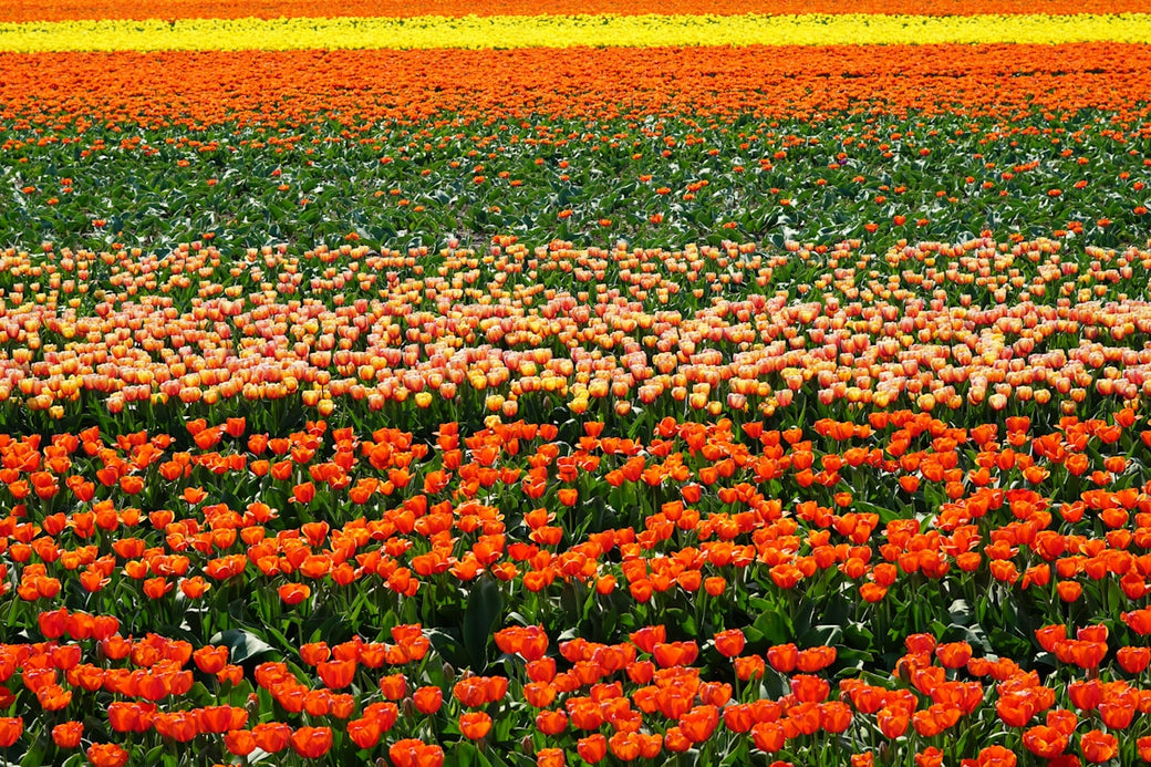 The Cut Flower Field