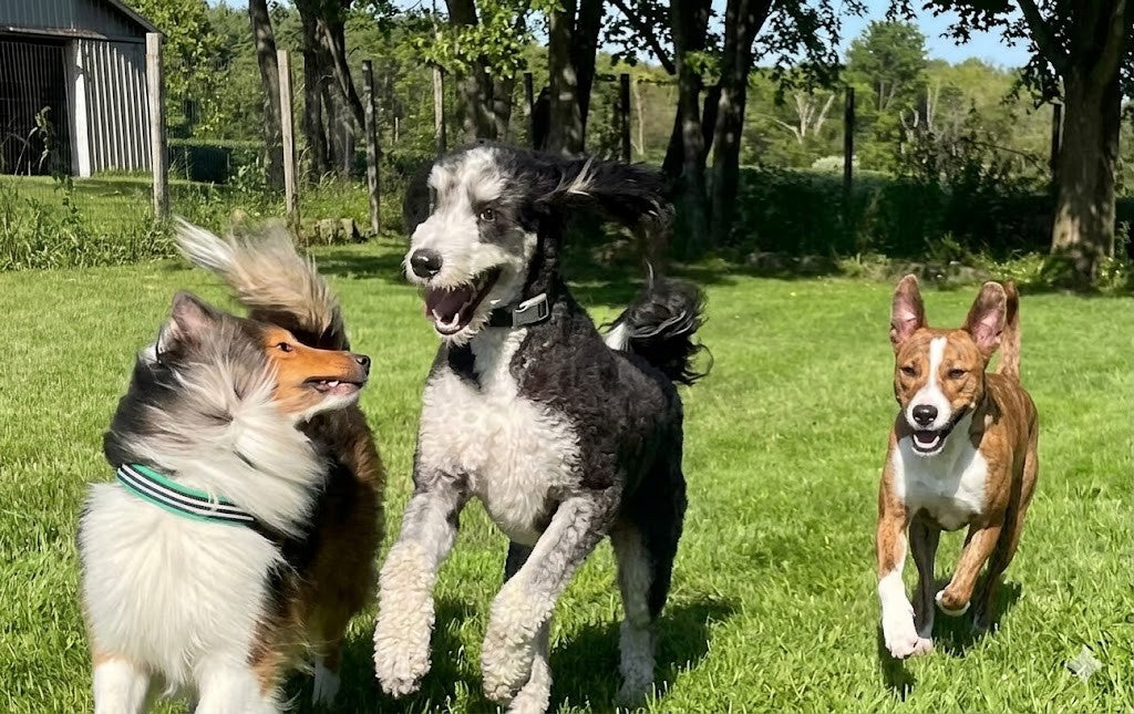 Canine Country Inn