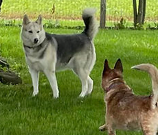 Real dogs. Real people. Real ingredients.
