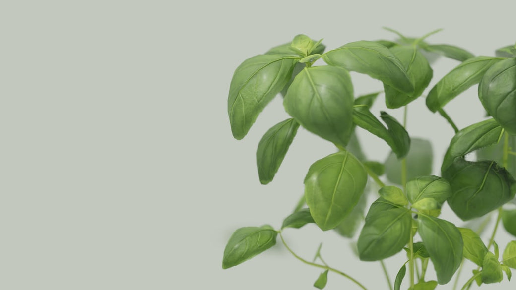 Culinary Herbs