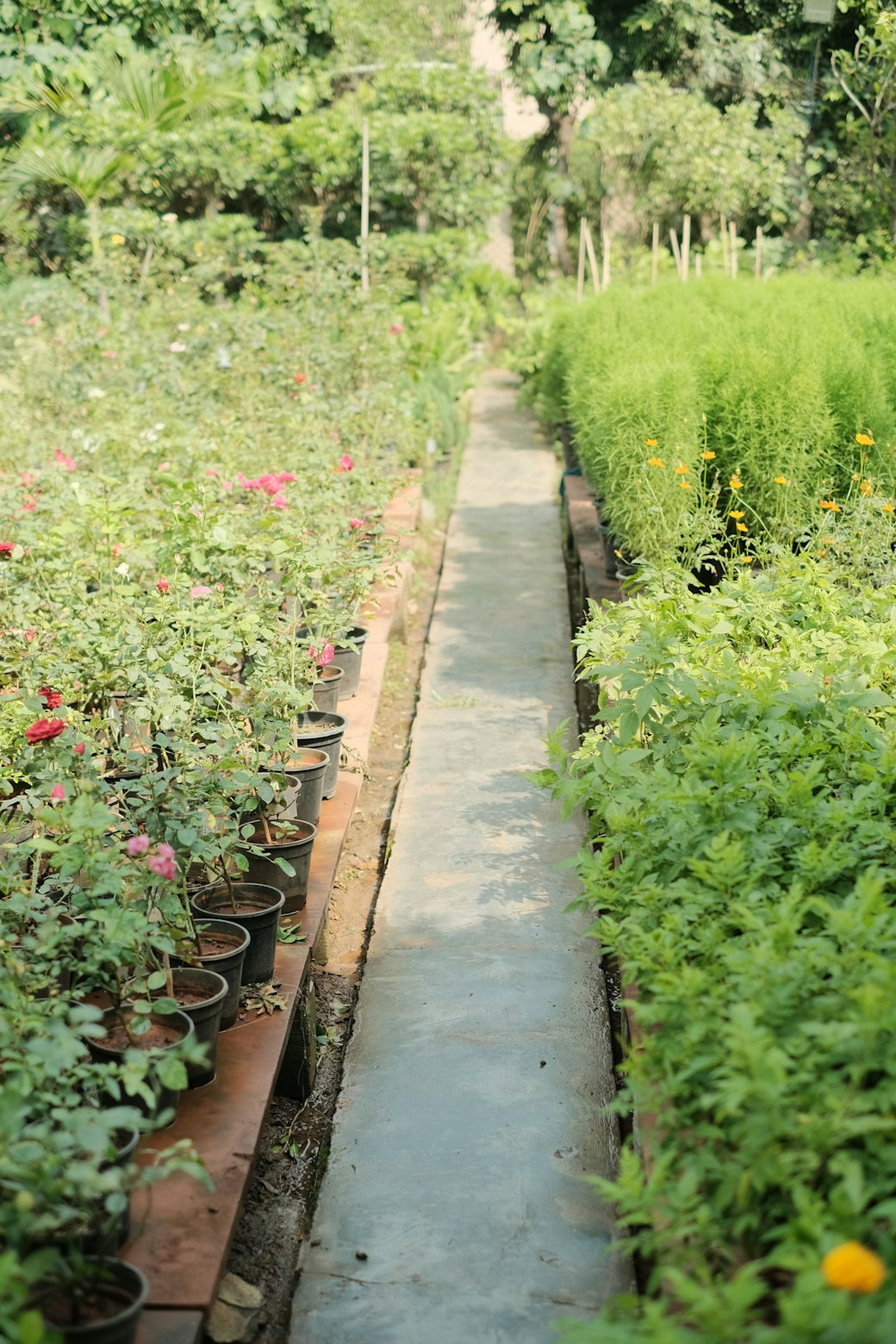 Medicinal Herbs