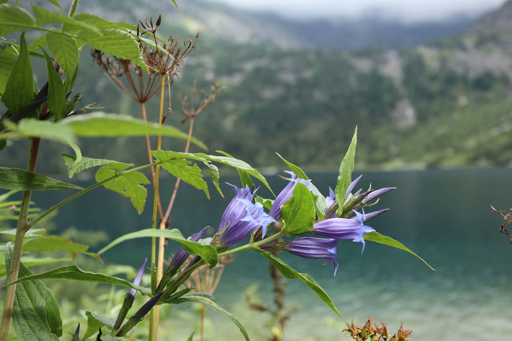 Native Plants