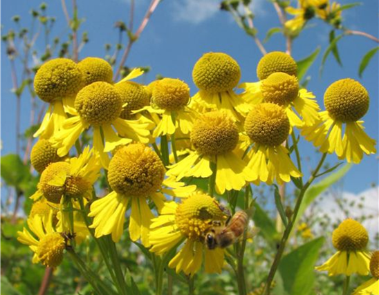 Perennial Flowers