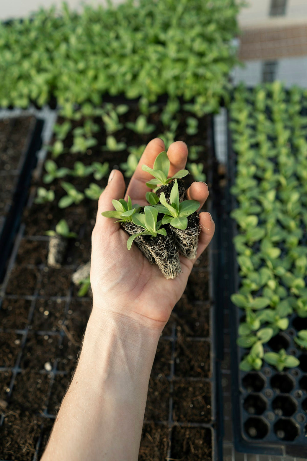 Why Buy Local Plants?