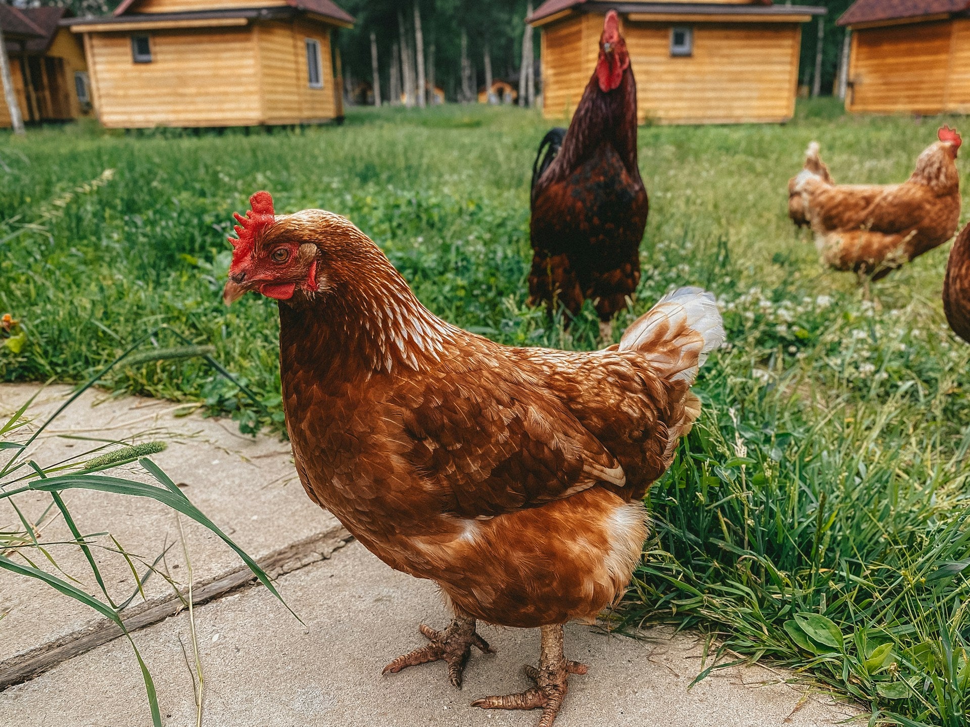 Chicken cuts